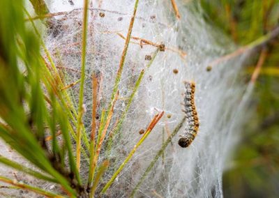 Le Malesherbois - Lutte contre les nuisibles - Chenille Processionnaire