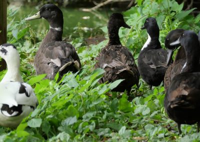 Canards - Le Malesherbois